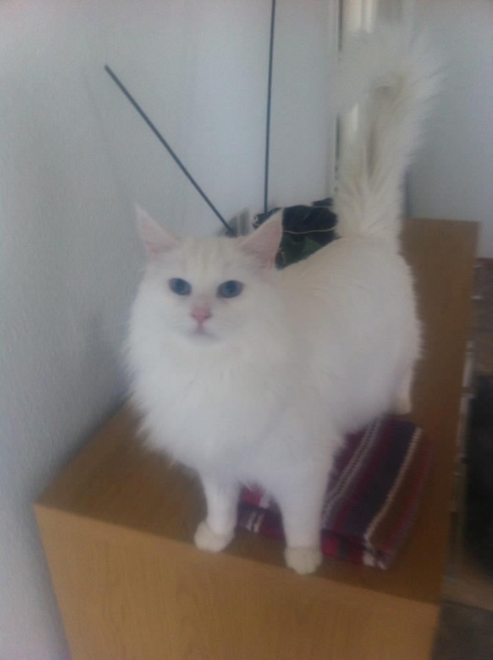 Maine Coon Smilla  (er drægtig) - velkommen til min profil. Jeg hedder Smilla:) billede 1