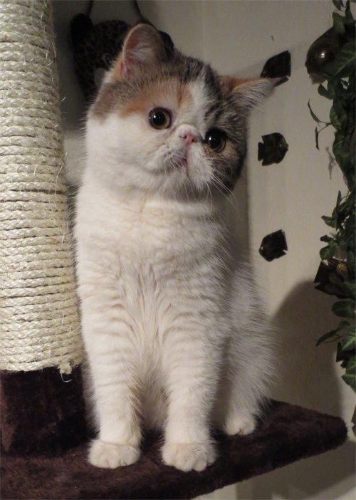 Exotic Gidahmir´s Little Luxury billede 1