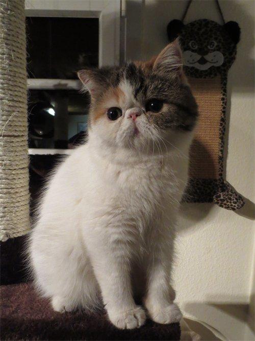 Exotic Gidahmir´s Little Luxury billede 2