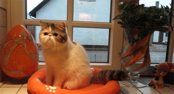 Exotic Gidahmir´s Little Luxury - "Lillan" 1 år, 15 januari 2013. billede 3