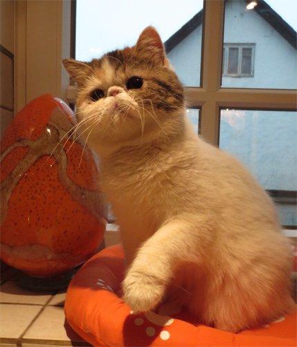 Exotic Gidahmir´s Little Luxury billede 4