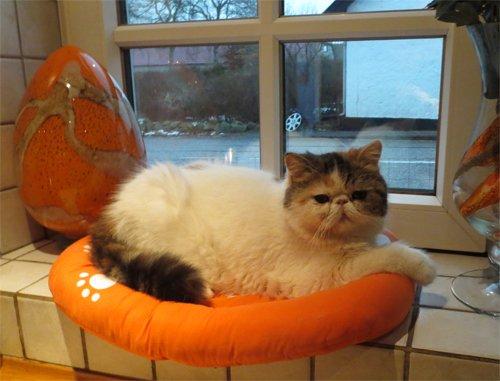 Exotic Gidahmir´s Little Luxury billede 5