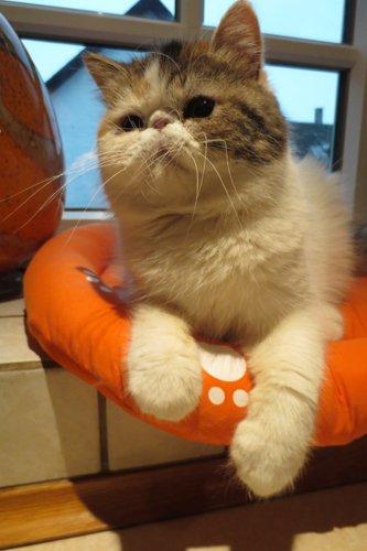 Exotic Gidahmir´s Little Luxury billede 6