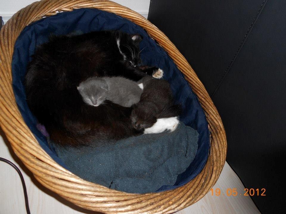 Norsk Skovkat DK Hopeless Tribes Chastine-Frida billede 5