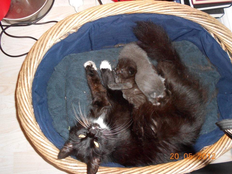 Norsk Skovkat DK Hopeless Tribes Chastine-Frida billede 6