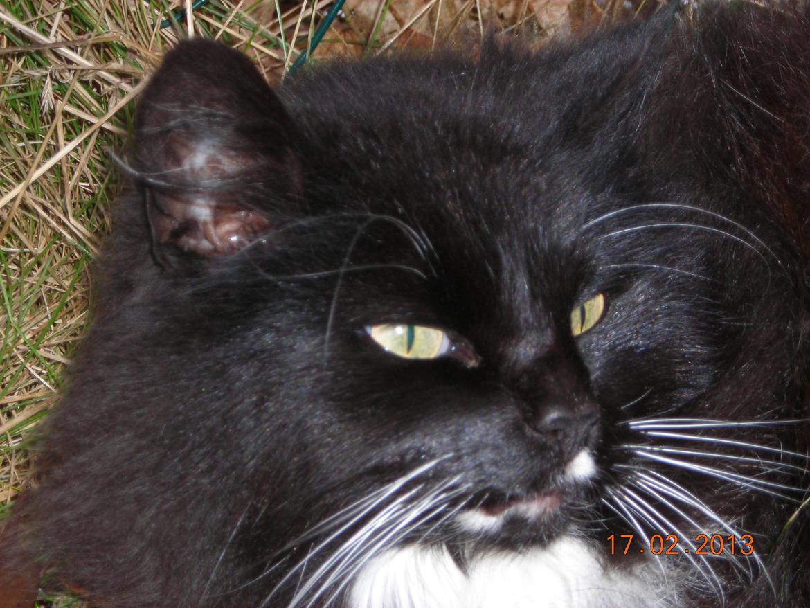 Norsk Skovkat DK Hopeless Tribes Chastine-Frida billede 4