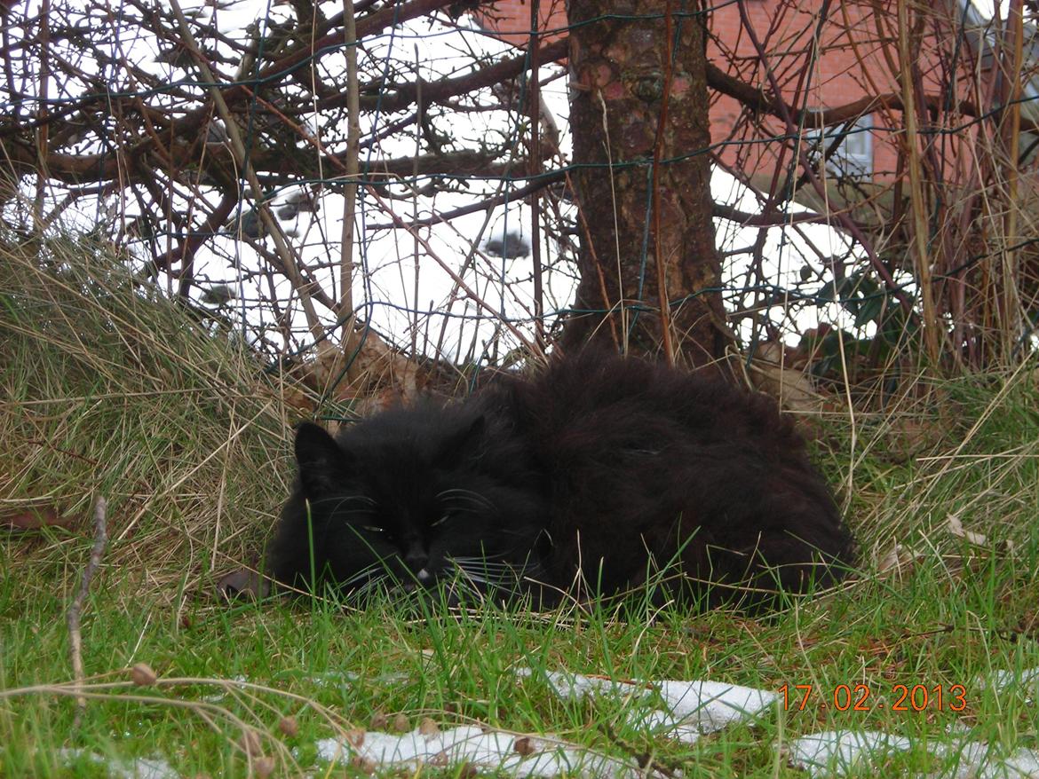 Norsk Skovkat DK Hopeless Tribes Chastine-Frida billede 7