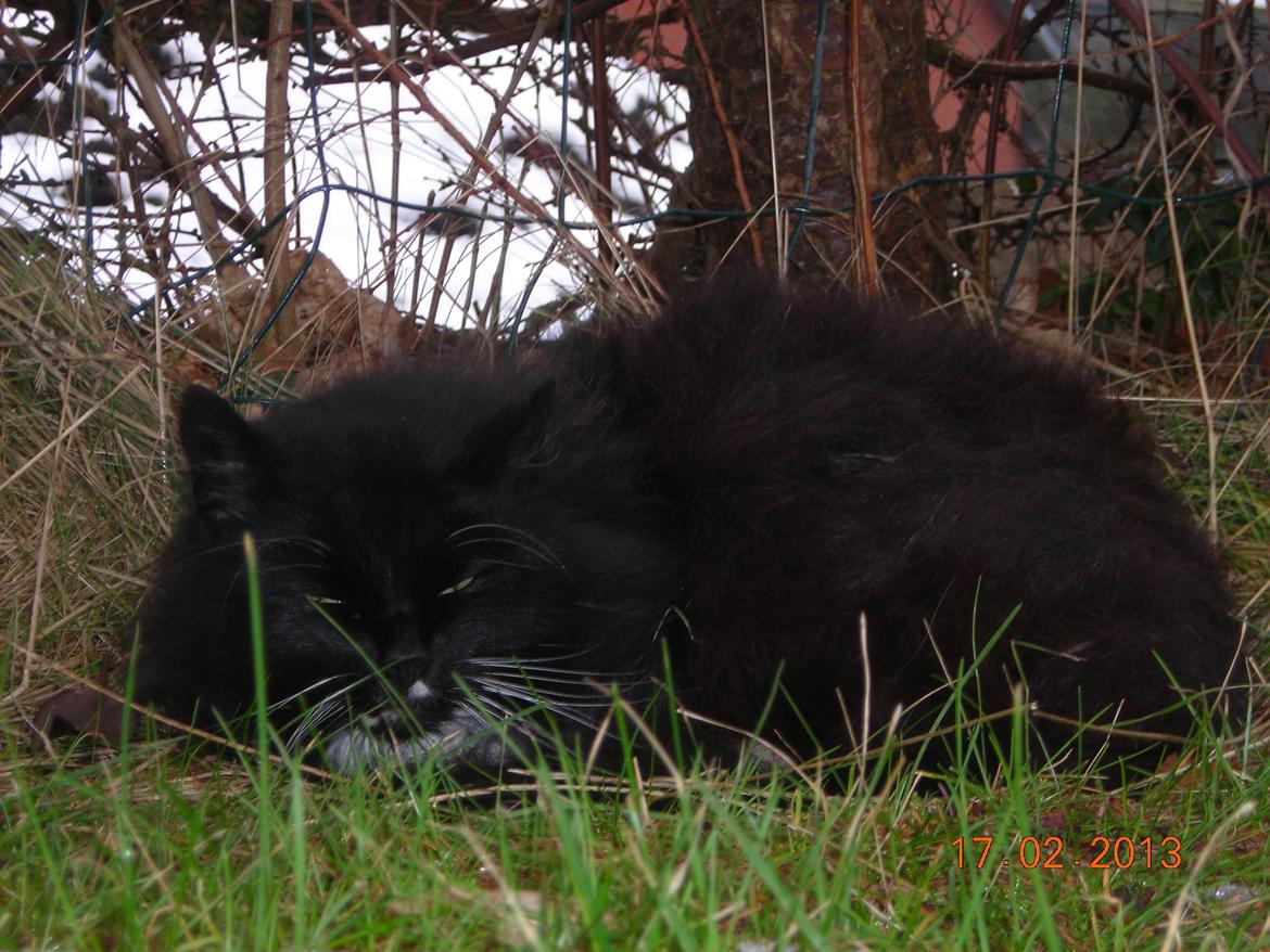 Norsk Skovkat DK Hopeless Tribes Chastine-Frida billede 8