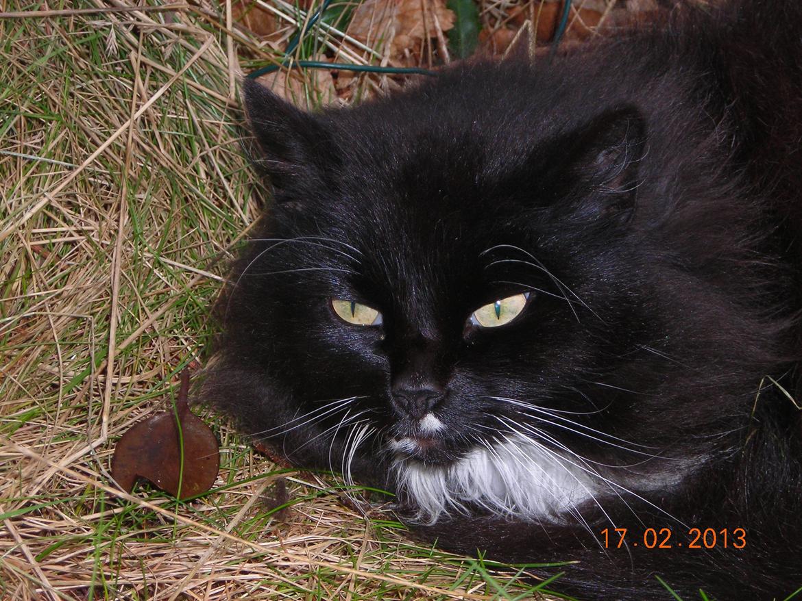 Norsk Skovkat DK Hopeless Tribes Chastine-Frida billede 9