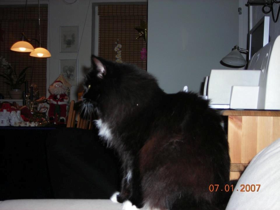 Norsk Skovkat DK Hopeless Tribes Chastine-Frida billede 10