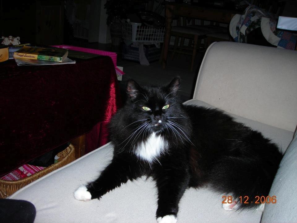 Norsk Skovkat DK Hopeless Tribes Chastine-Frida billede 11