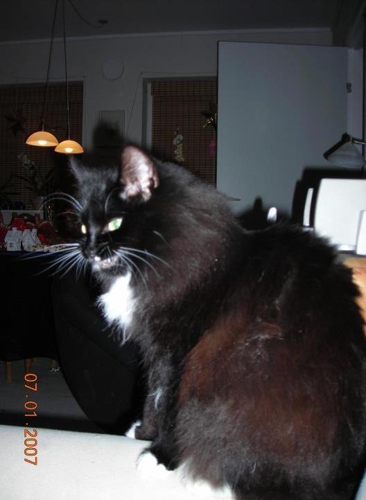 Norsk Skovkat DK Hopeless Tribes Chastine-Frida billede 12