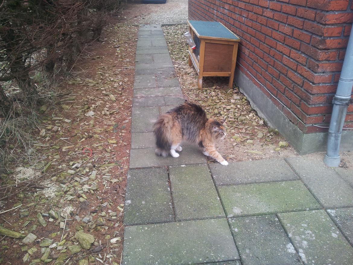 Maine Coon Fnuggi Tidl. kat billede 14