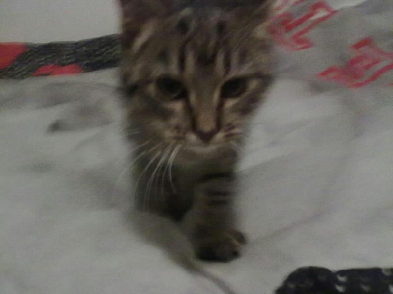 Huskat Tiger<3 - Lille mis<3 billede 3