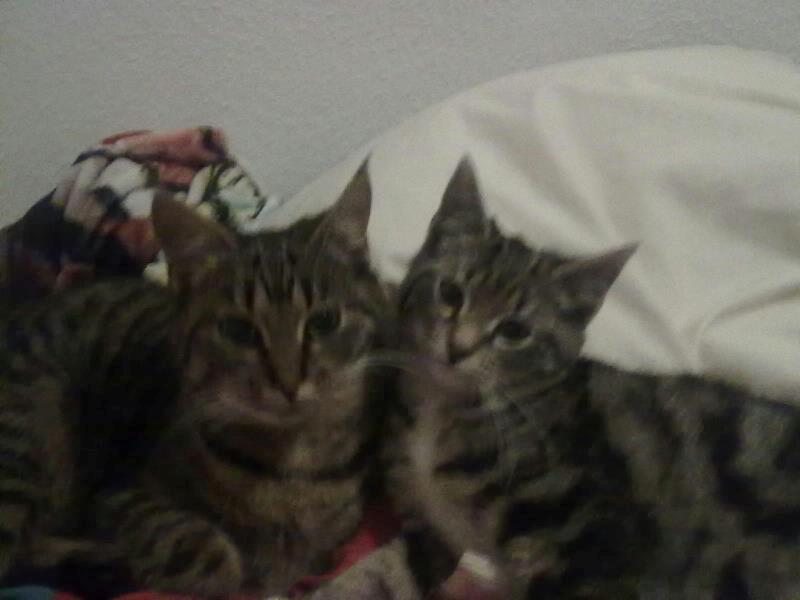 Huskat Tiger<3 - Christa "ææælsker" Tiger!:D billede 7