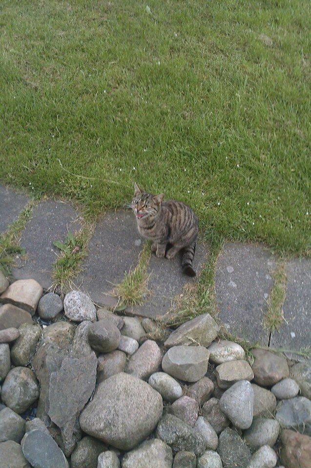 Huskat Tiger<3 - Tiger Miauwer, hun vil ind på mit værelse:D<3 billede 2