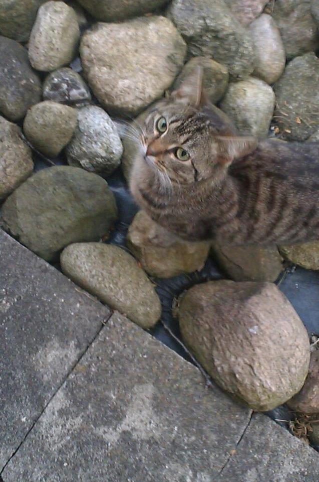 Huskat Tiger<3 - Velkommen til Tigers profil!<3 Min Engel!*-: billede 1