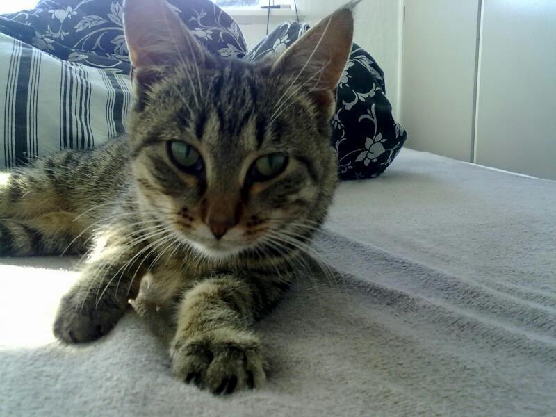 Huskat Tiger<3 - Heej Smukke!*-; billede 6