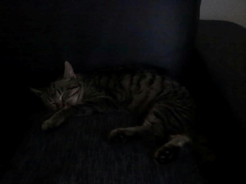 Huskat Tiger<3 - Hygge på sofaen^^ billede 9