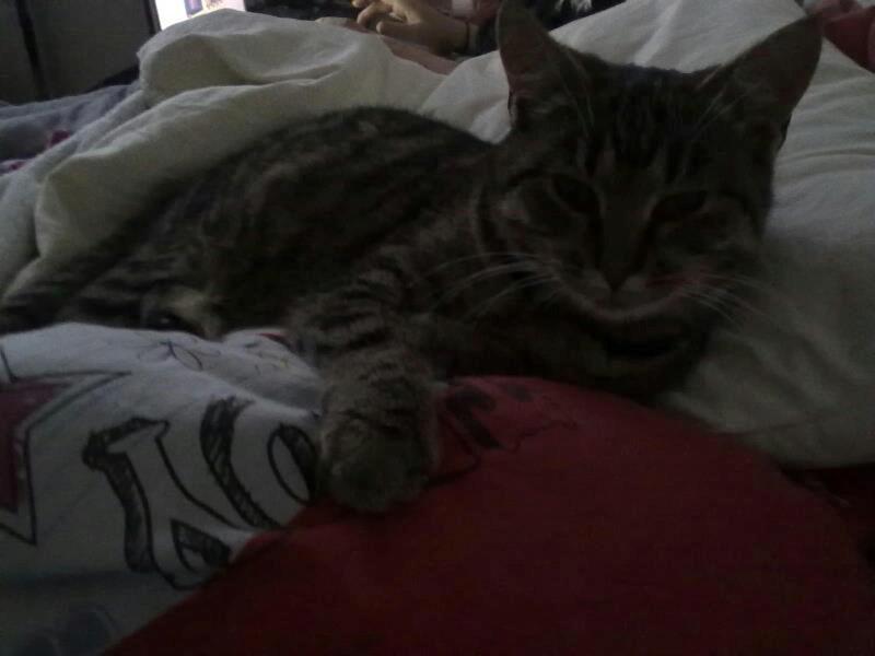 Huskat Tiger<3 - Skat<3 billede 11