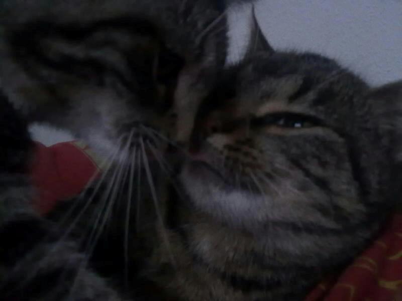 Huskat Tiger<3 - Tiger&Christa Møsser(; billede 5