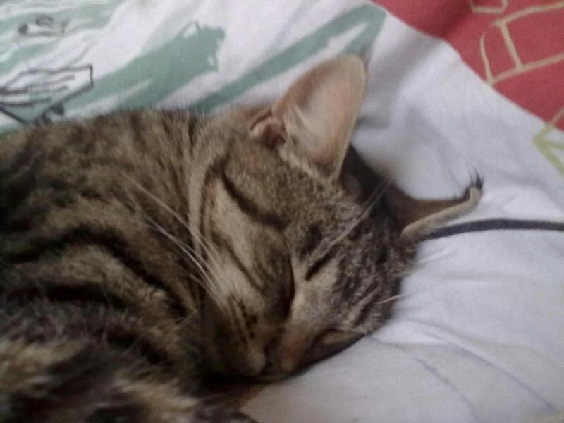 Huskat Tiger<3 billede 12