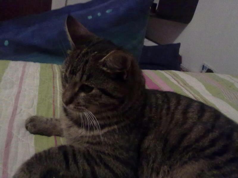 Huskat Tiger<3 - Min engel<3 billede 10