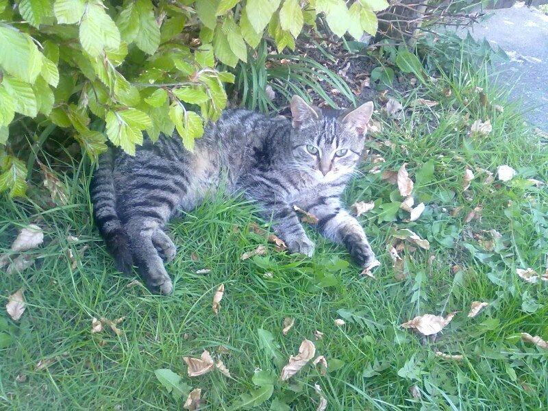 Huskat Tiger<3 - Smuksak*-; billede 8