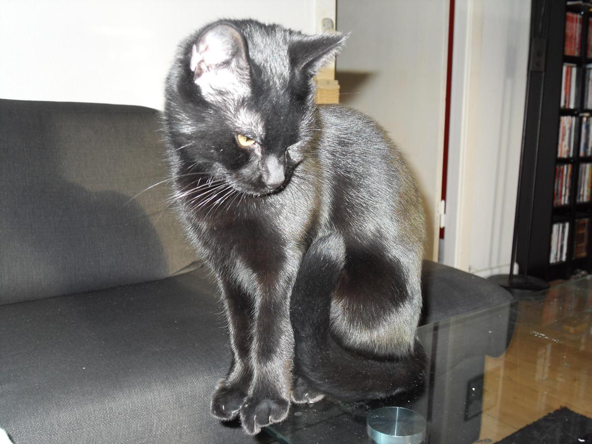 Huskat Himmelmis Manse billede 14