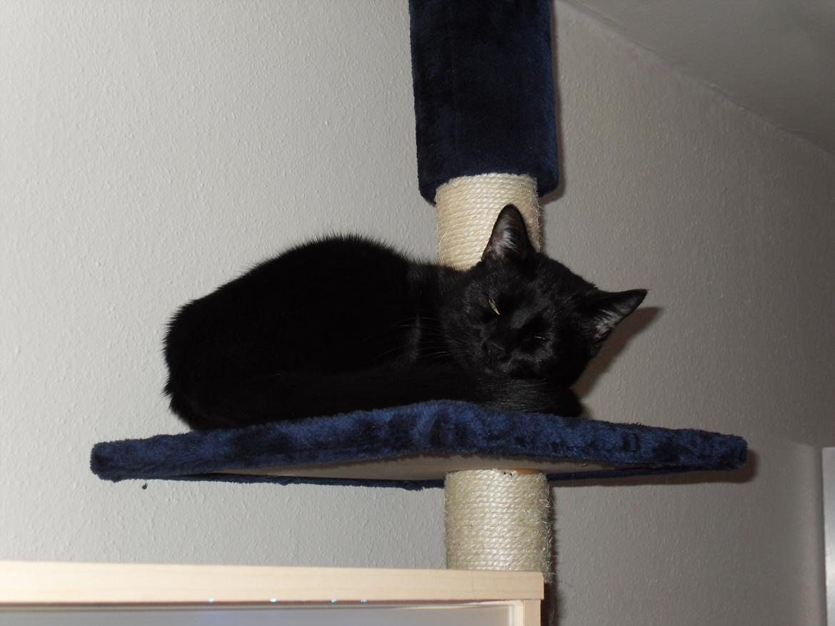 Huskat Himmelmis Manse billede 15