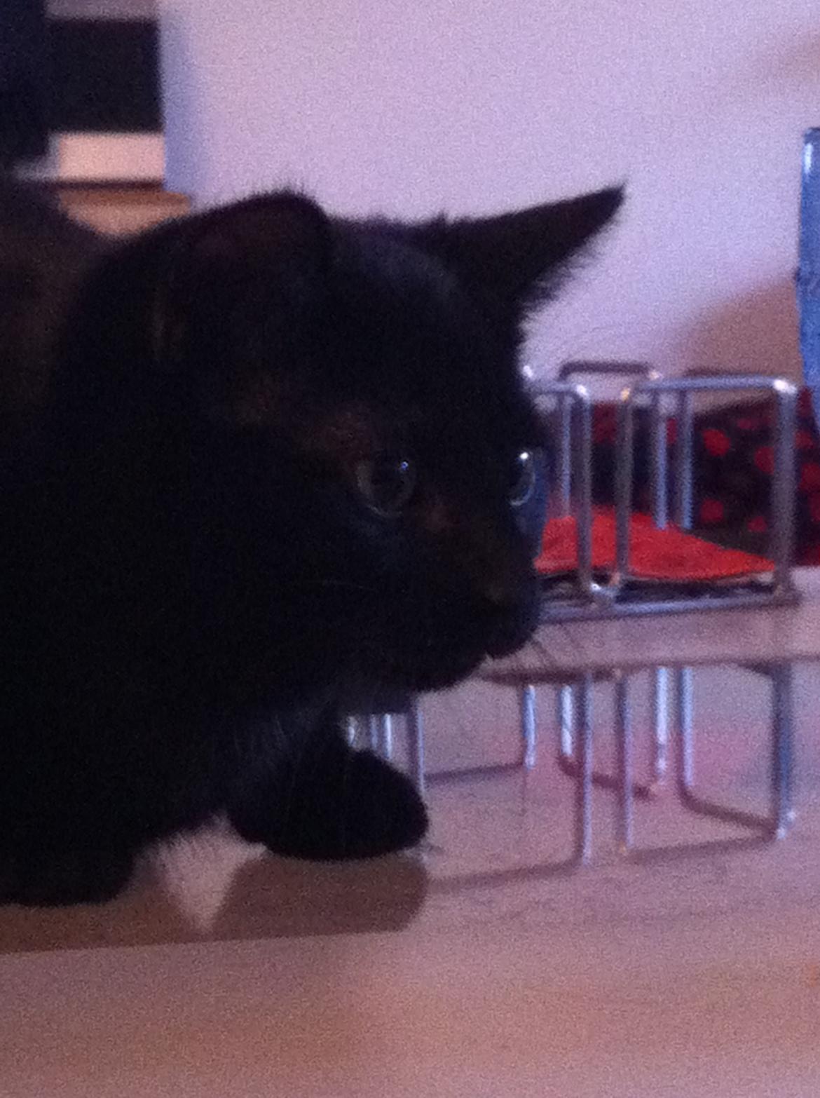 Huskat Himmelmis Manse billede 16