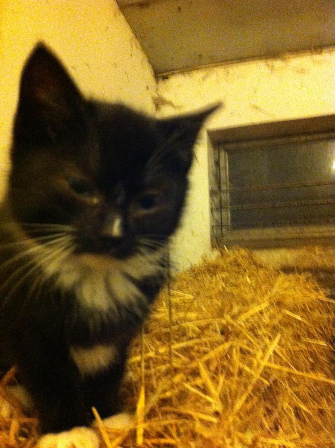 Huskat Ost<3 ( Sov sødt min lille engel:-( )*R.I.P* billede 5