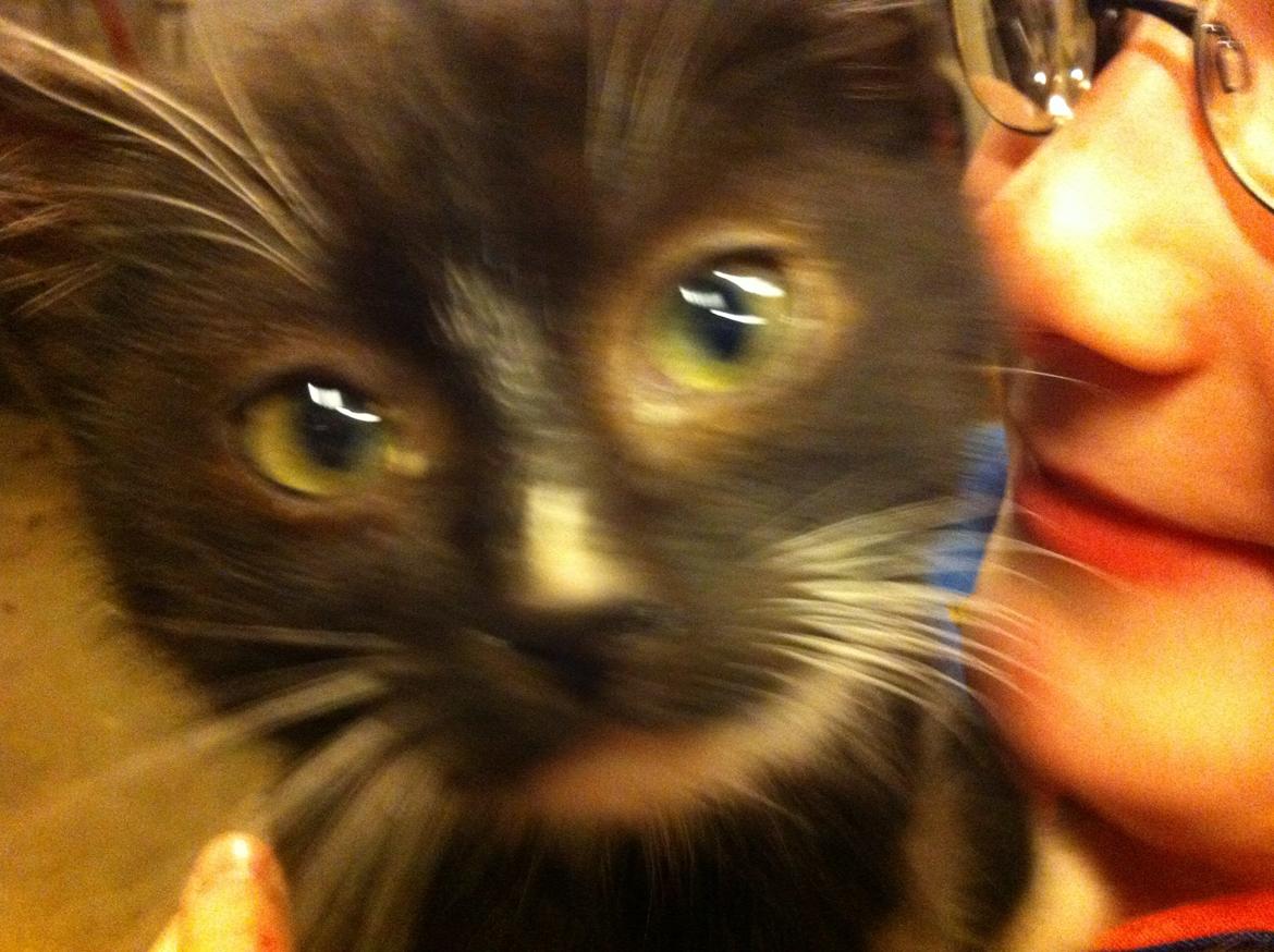 Huskat Ost<3 ( Sov sødt min lille engel:-( )*R.I.P* billede 6