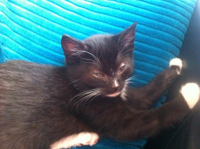 Huskat Ost<3 ( Sov sødt min lille engel:-( )*R.I.P* - Han er inden for <3 billede 2