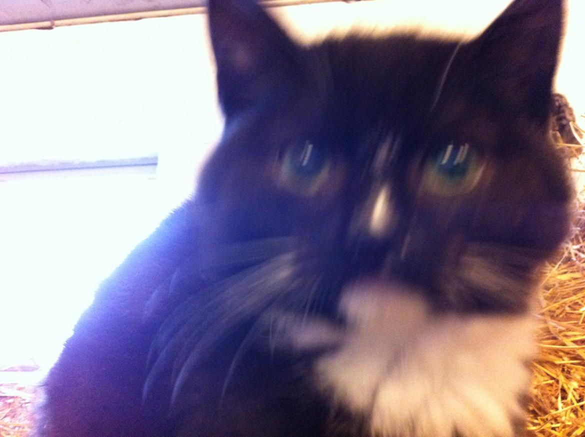 Huskat Ost<3 ( Sov sødt min lille engel:-( )*R.I.P* billede 10