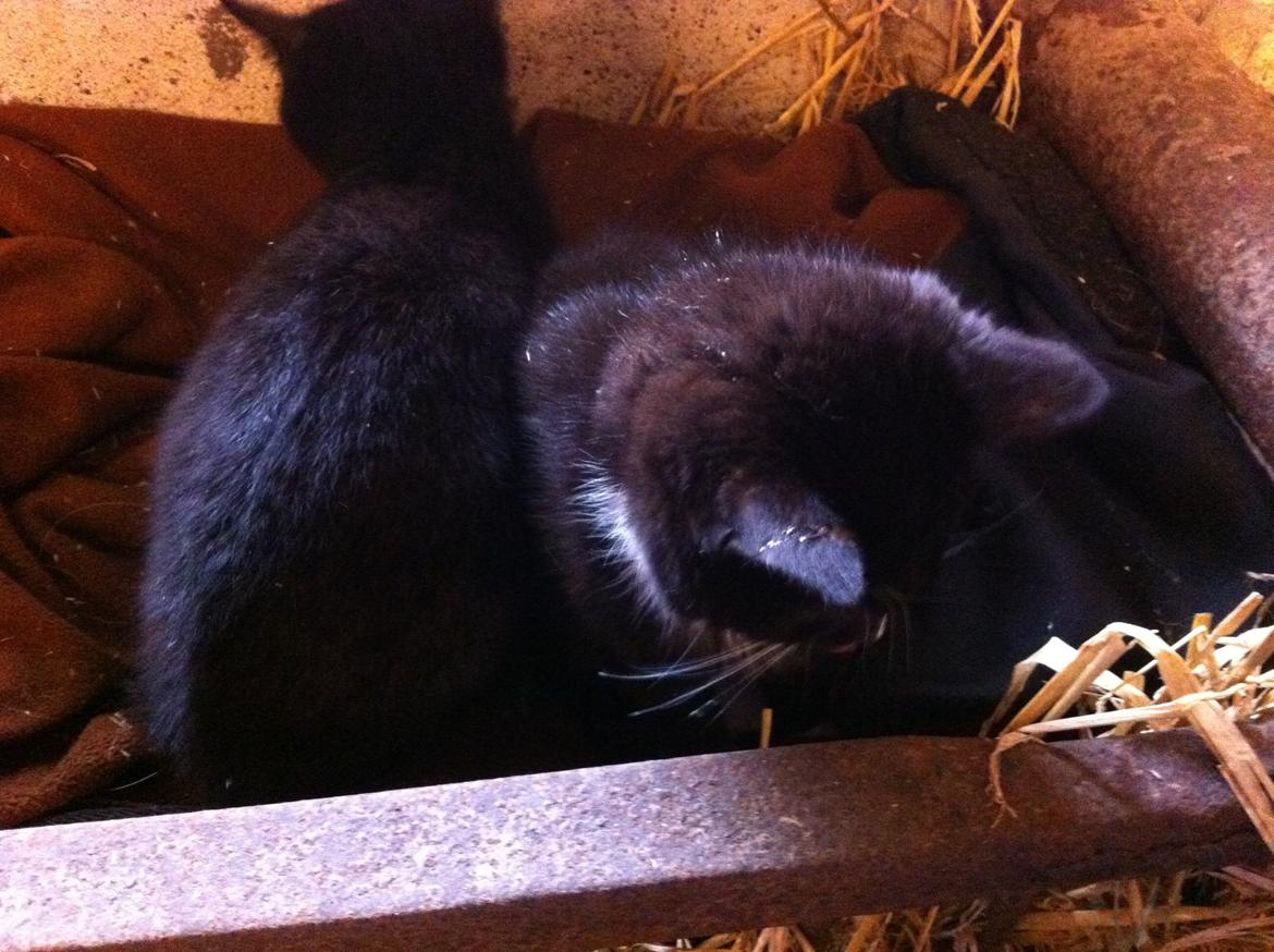 Huskat Ost<3 ( Sov sødt min lille engel:-( )*R.I.P* billede 11