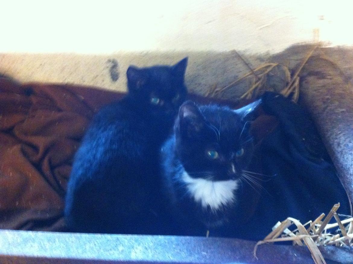 Huskat Ost<3 ( Sov sødt min lille engel:-( )*R.I.P* billede 12