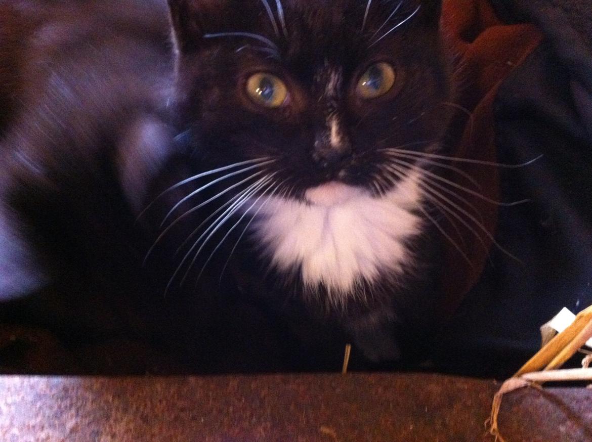 Huskat Ost<3 ( Sov sødt min lille engel:-( )*R.I.P* billede 13