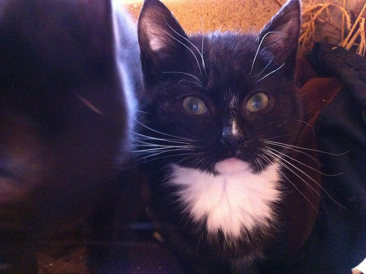 Huskat Ost<3 ( Sov sødt min lille engel:-( )*R.I.P* billede 14