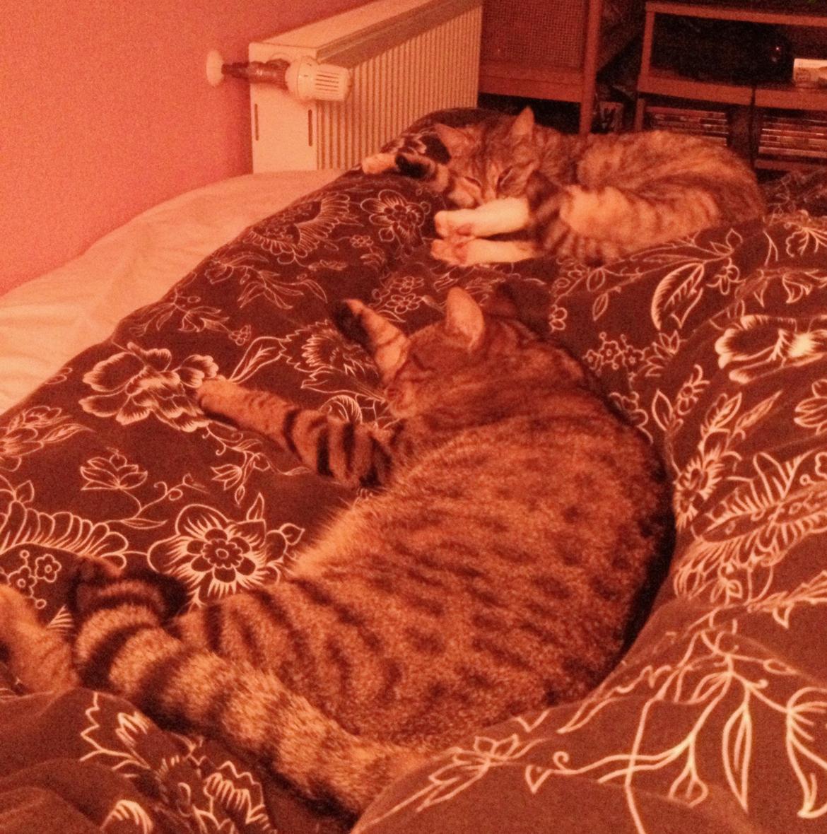 Huskat Ollie - Lille-Wis og Ollie billede 13