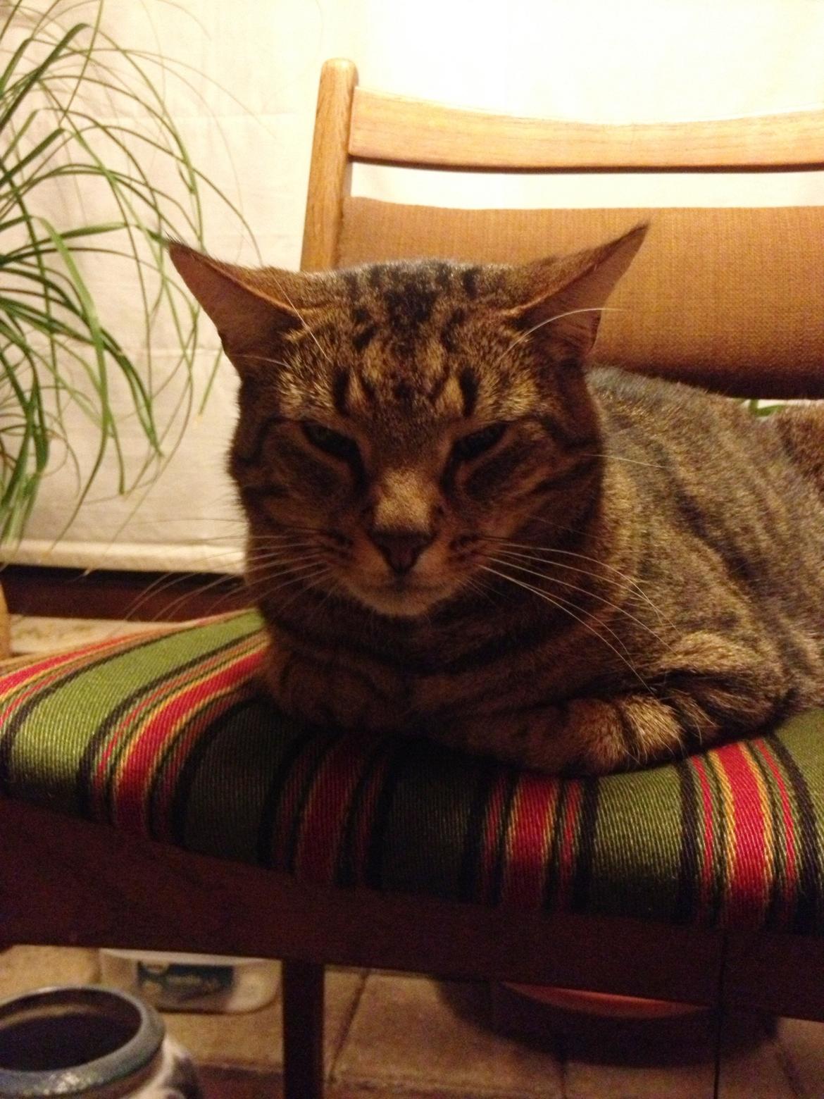 Huskat Ollie - Søde Ollie :-) billede 2