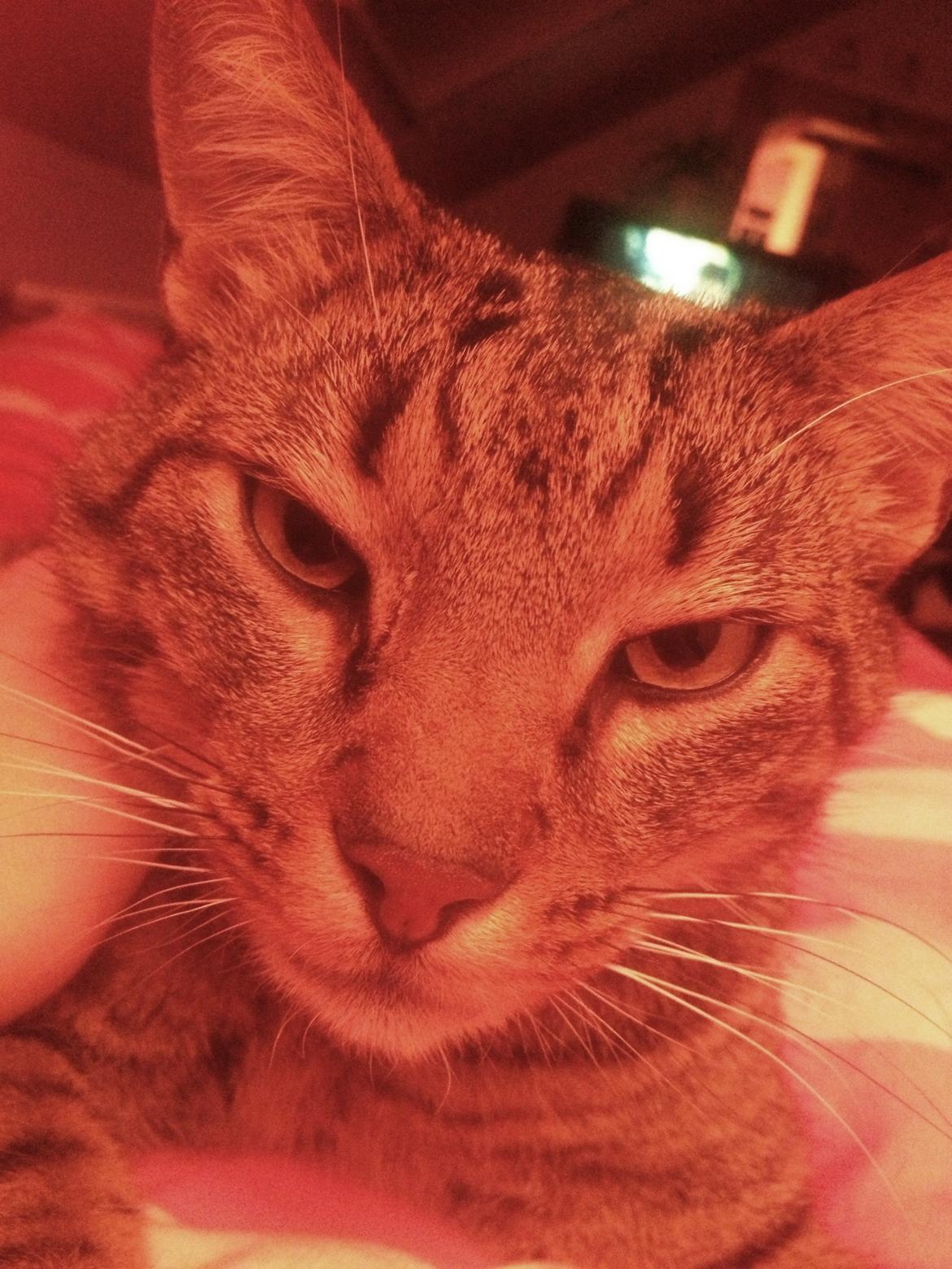 Huskat Ollie billede 4