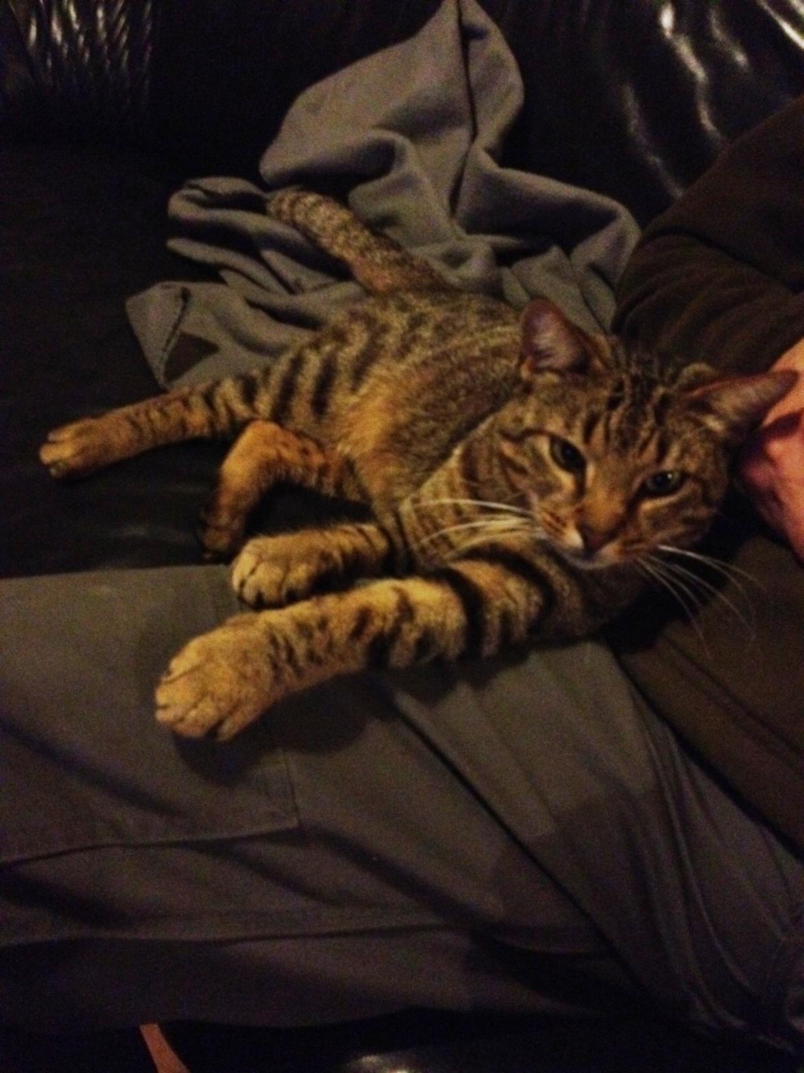 Huskat Ollie billede 5