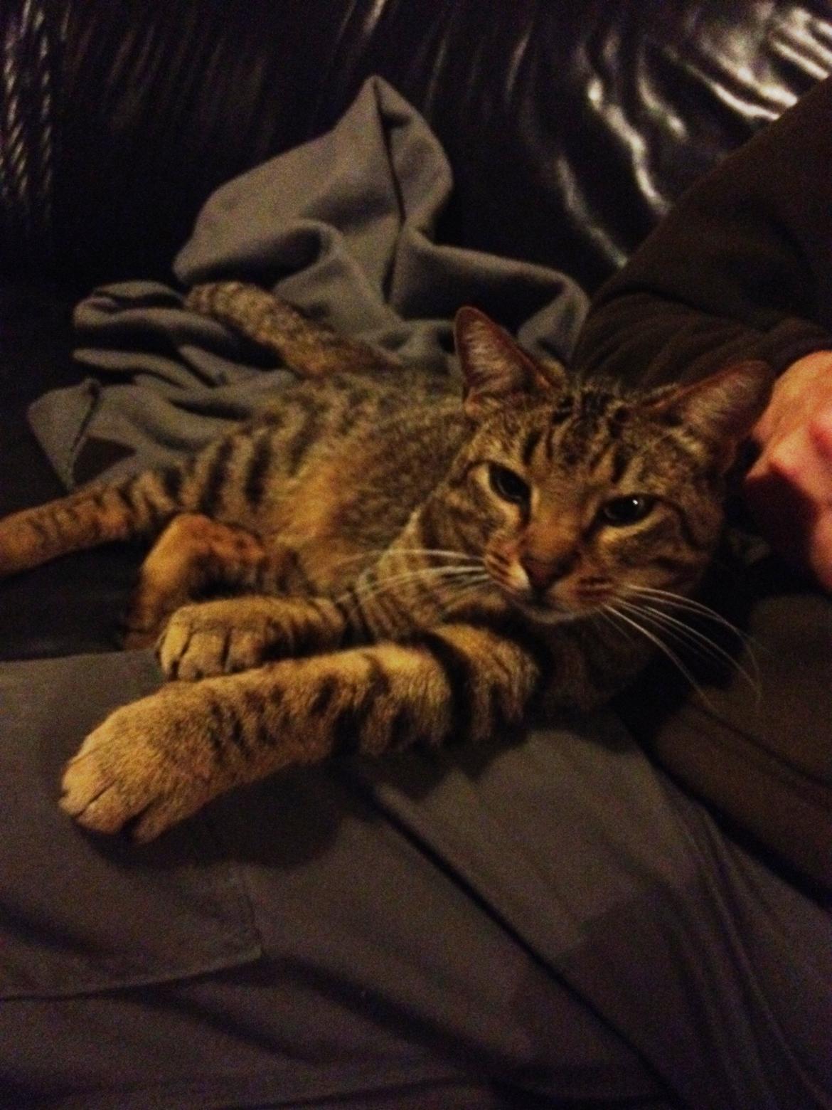 Huskat Ollie - Hygger i fars skød.. billede 1