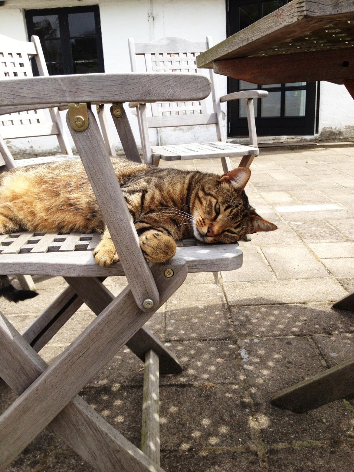 Huskat Ollie - Han nyder at solen skinner.. billede 7