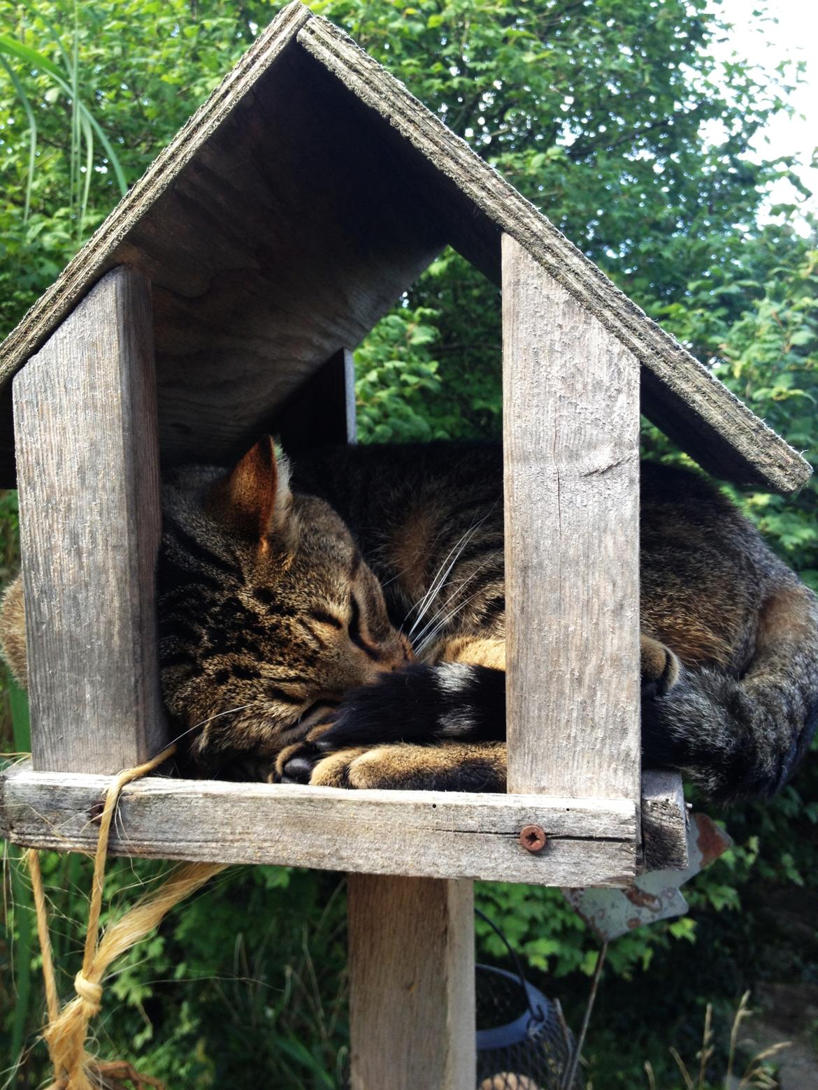 Huskat Ollie - Smaaaaart sove sted.. billede 8