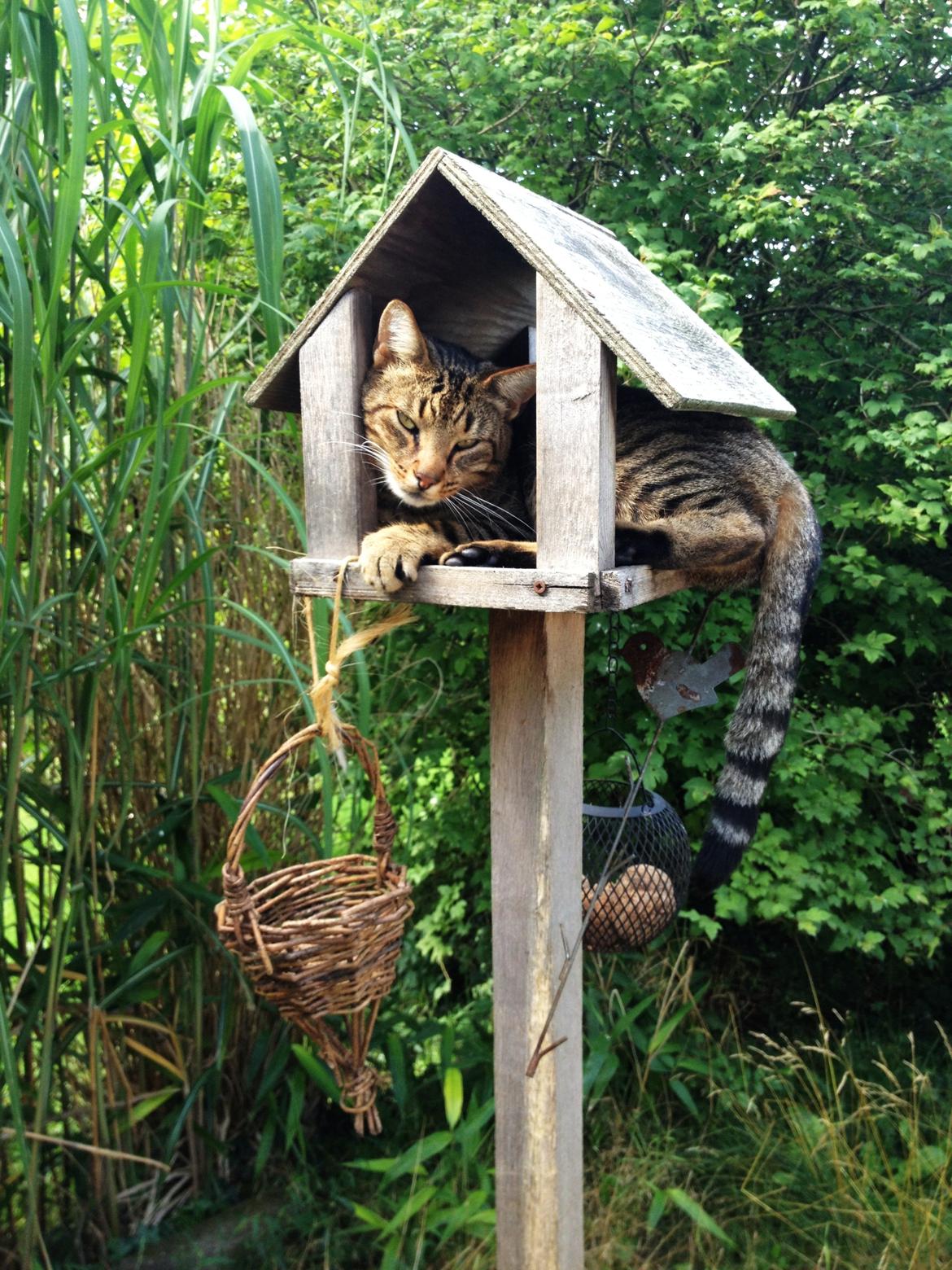 Huskat Ollie - Årh søde Ollie ;-) billede 9