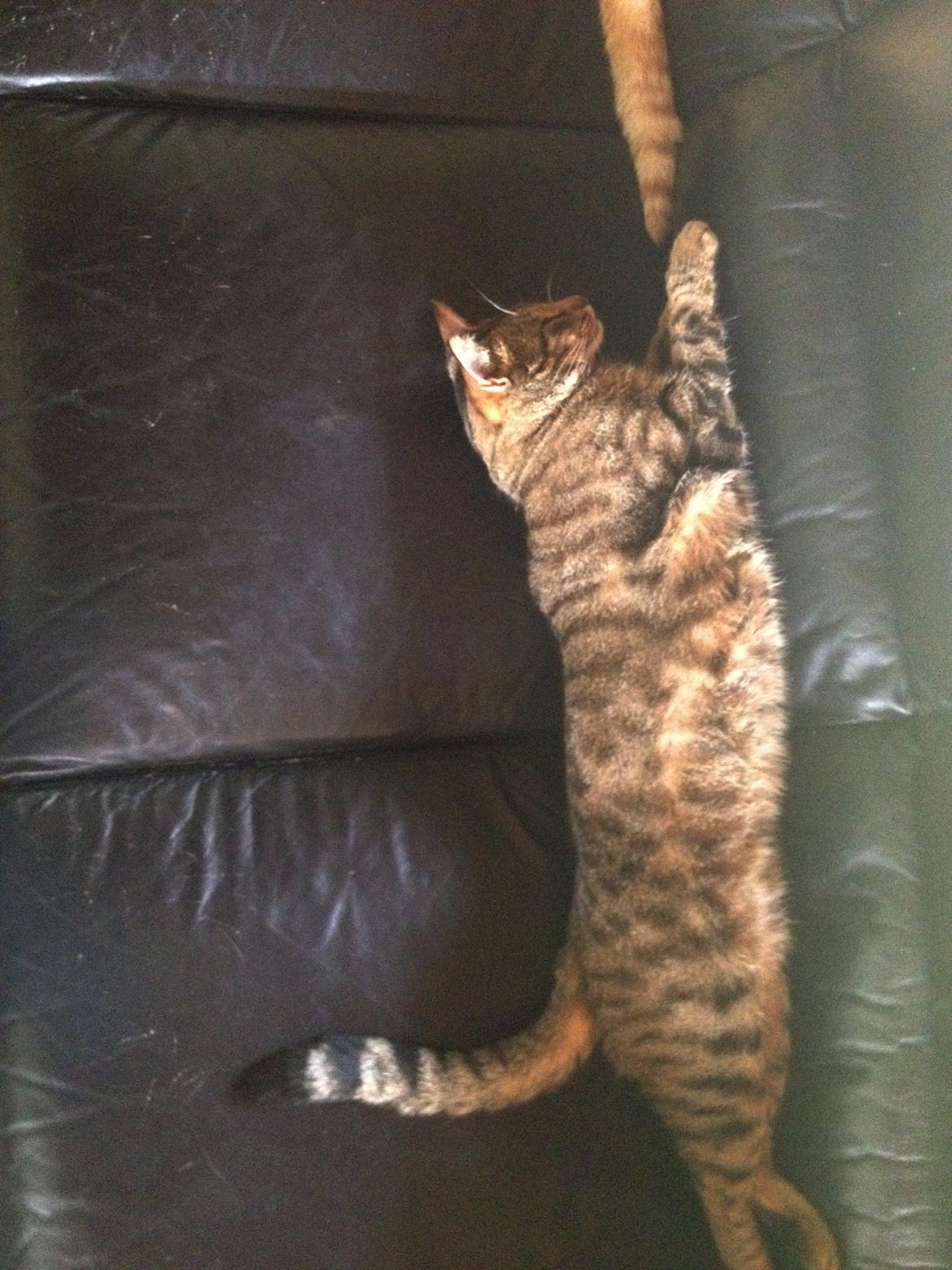 Huskat Ollie - Så ligger man sørme godt... billede 10