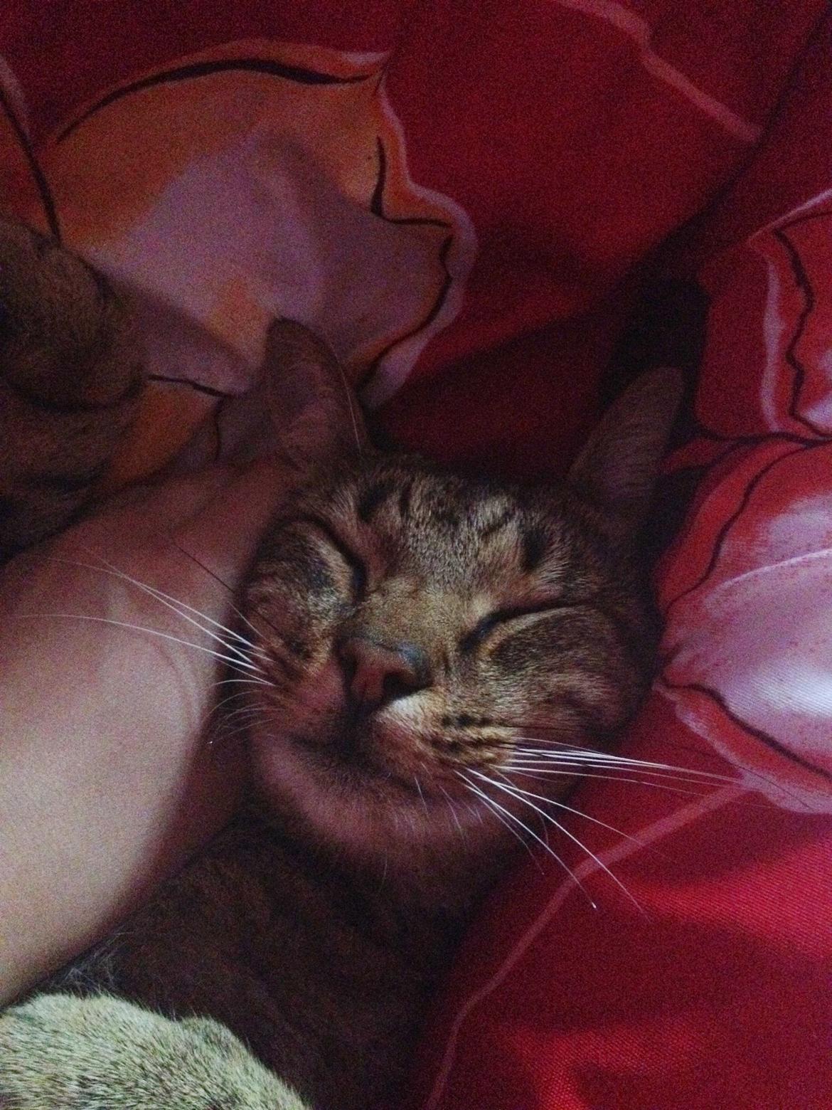 Huskat Ollie - Lille kæle mis :-) billede 11