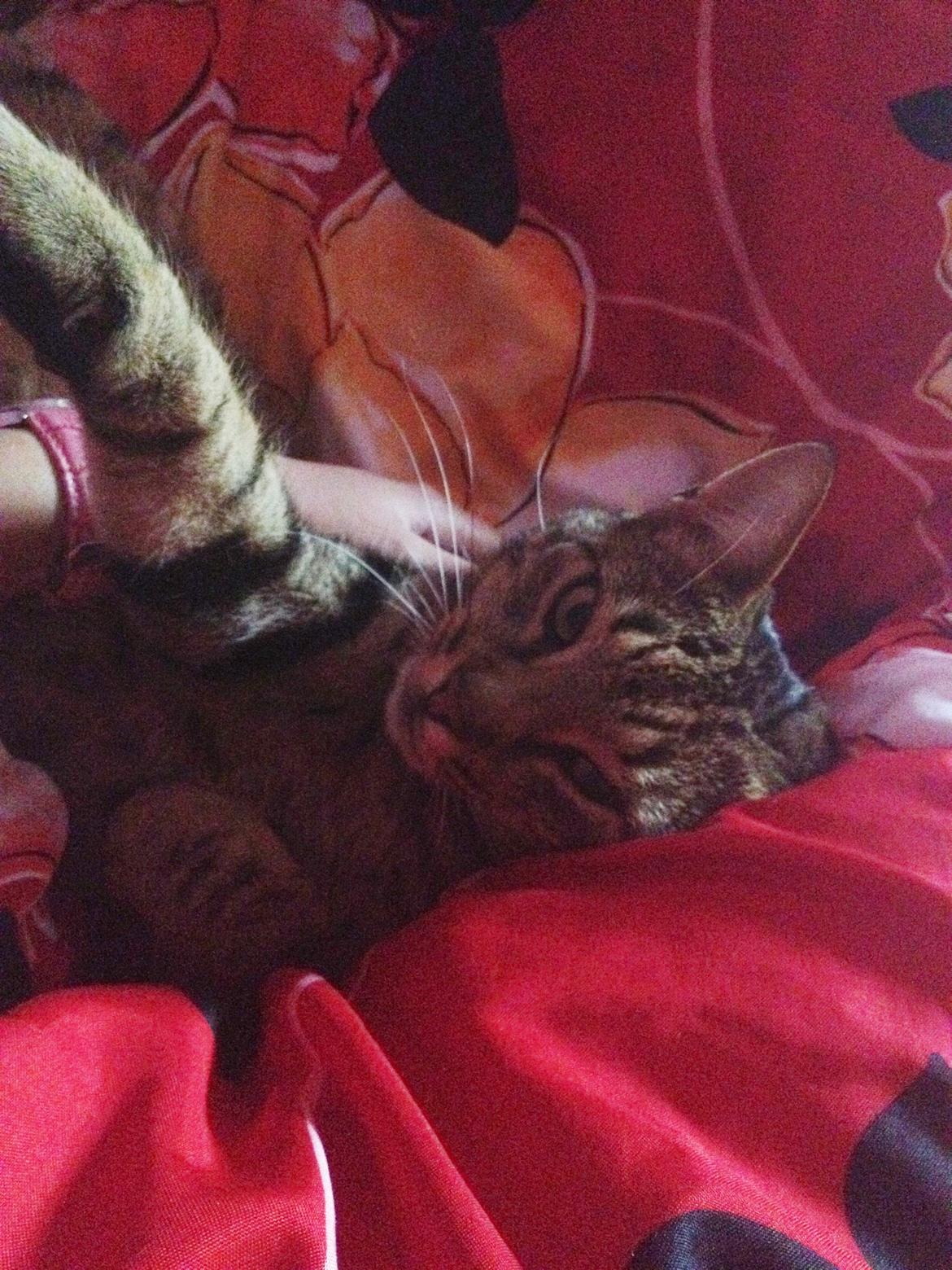 Huskat Ollie billede 12